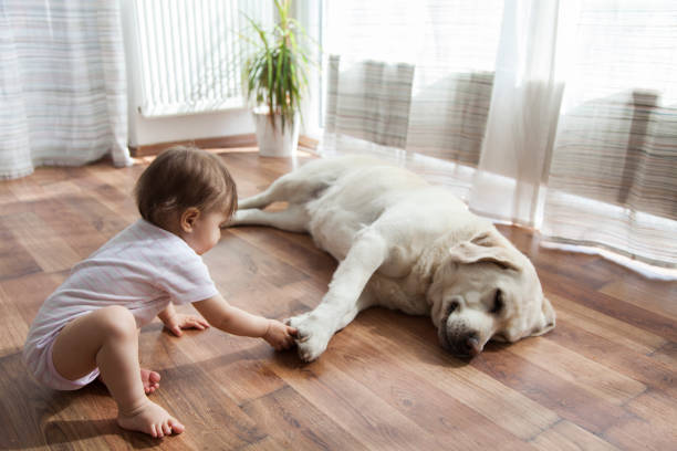 Top Flooring Options For Pet Owners | Webb Carpet Company